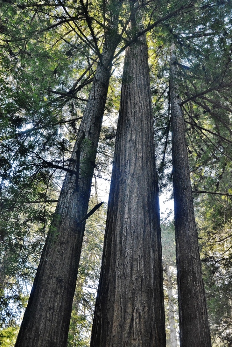 redwood trees